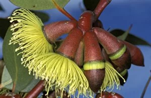 Eucalyptus Gallery: Phillips river gum (Eucalyptus grossa) flower close