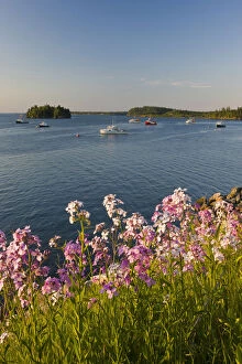 Phlox bloom on the shoreline of the harbor