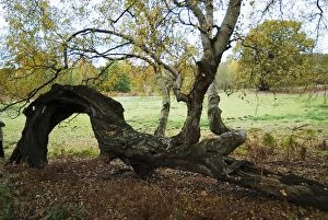 Images Dated 10th November 2012: Phoenix Birch Trees - on fallen Oak Tree