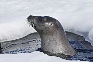 Images Dated 11th March 2008: PHOQUE DU GROENLAND. Adulte. femelle sortant d'un trou dans la glace
