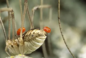 Parasite Prints: Phoretic Mites - hitchiking on Harvsetman Spider - UK