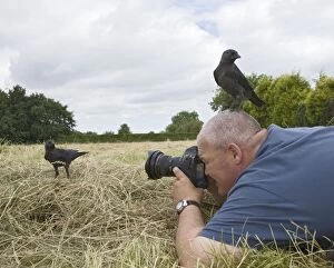 Photographer - photographing jackdaws