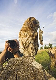 Images Dated 15th August 2008: Photographer - photographing Tawny owl