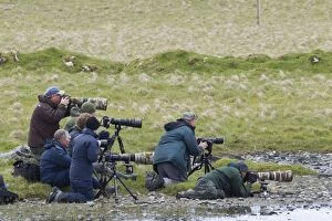 Photographers - group photographing Red-necked