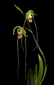 Images Dated 16th March 2009: Phragmipedium - Orchid