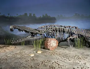 Reconstructions Prints: Phytosaur Fossil - late Triassic Arizona/ New Mexico, USA