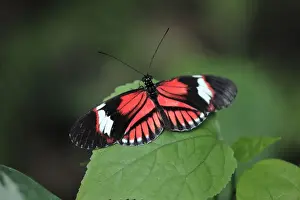 Piano Key Butterfly - resting on leaf, Emmen, Holland