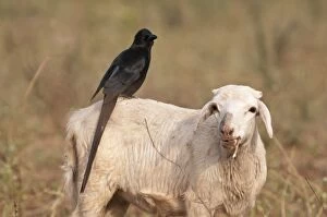 Piapiac - standing on back of sheep