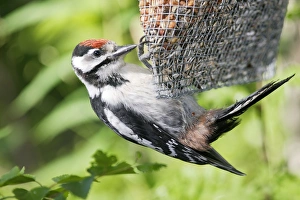 Images Dated 11th July 2005: PIC EPEICHE JEUNE (Dendrocopos major)