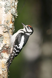 Images Dated 13th July 2005: PIC EPEICHE JEUNE (Dendrocopos major)