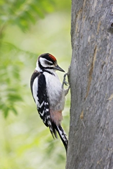 Images Dated 11th July 2005: PIC EPEICHE JEUNE (Dendrocopos major)