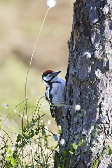 Images Dated 3rd July 2005: PIC EPEICHE JEUNE (Dendrocopos major)