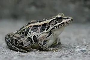 Palustris Prints: Pickerel Frog