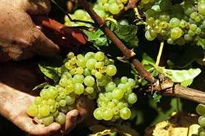 Vineyards Prints: Picking of chardonnay grapes Leeuwin Estate Winery