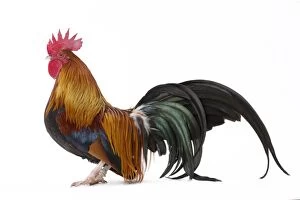 Caruncles Gallery: Pictave Chicken Cockerel / Rooster