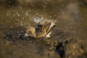 Images Dated 4th September 2006: Pictorella Mannikin - juvenile bathing Patchily distributed from the Kimberley to the far