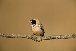 Images Dated 10th August 2006: Pictorella Mannikin - male A male at an overflowing cattle trough near the Gibb River Road