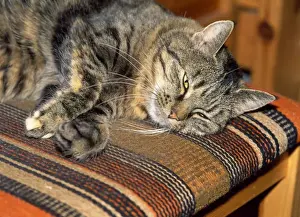 Rest Prints: Picture No. 10732093