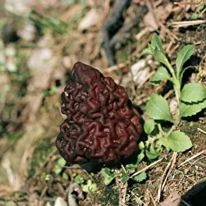 Mushroom Prints: Picture No. 10732109