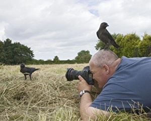 Corvid Collection: Picture No. 10732661