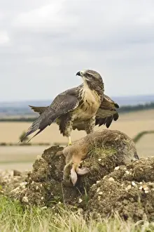Buteo Prints: Picture No. 10732699