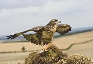 Buteo Prints: Picture No. 10732700
