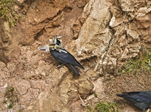 Images Dated 11th April 2010: Picture No. 10733234