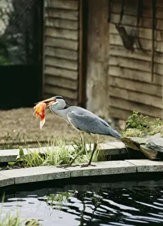 Goldfish Prints: Picture No. 10733832