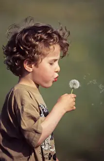 Dandelion Prints: Picture No. 10734384