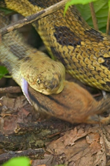 Rattlesnakes Collection: Picture No. 10734496