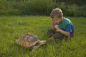 Tortoise Prints: Picture No. 10734726