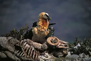 Gypaetus Prints: Picture No. 10735288