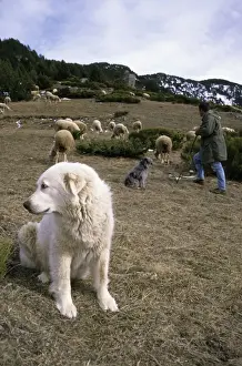 Herding Prints: Picture No. 10735344