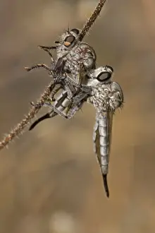 Flies Prints: Picture No. 10735854