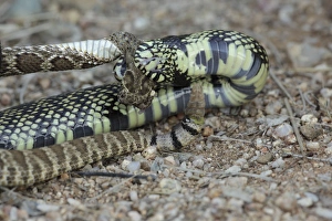 Rattlesnakes Collection: Picture No. 10736361