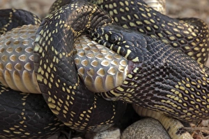 Rattlesnakes Collection: Picture No. 10736373