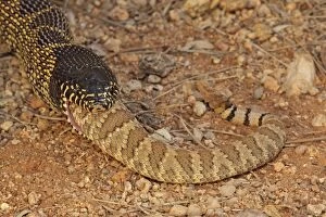Rattlesnakes Collection: Picture No. 10736374