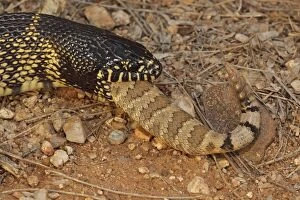 Rattlesnakes Collection: Picture No. 10736375