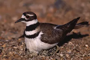 Plovers Prints: Picture No. 10736996