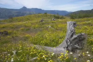Stumps Prints: Picture No. 10737547