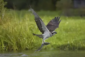 Ospreys Prints: Picture No. 10738532