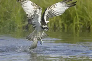 Ospreys Prints: Picture No. 10738535