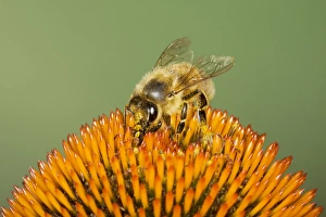 Mellifera Collection: Picture No. 10738961