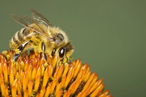 Mellifera Collection: Picture No. 10738963