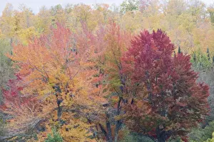 Maples Prints: Picture No. 10739046