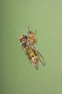 Flies Prints: Picture No. 10739064