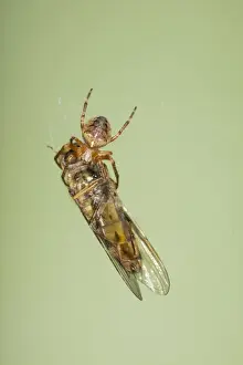 Flies Prints: Picture No. 10739065