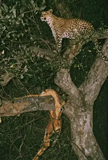 Leopards Prints: Picture No. 10739717