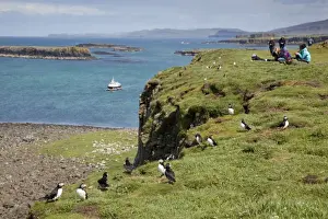 Puffins Prints: Picture No. 10740601