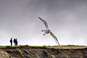 Fulmar Collection: Picture No. 10741040